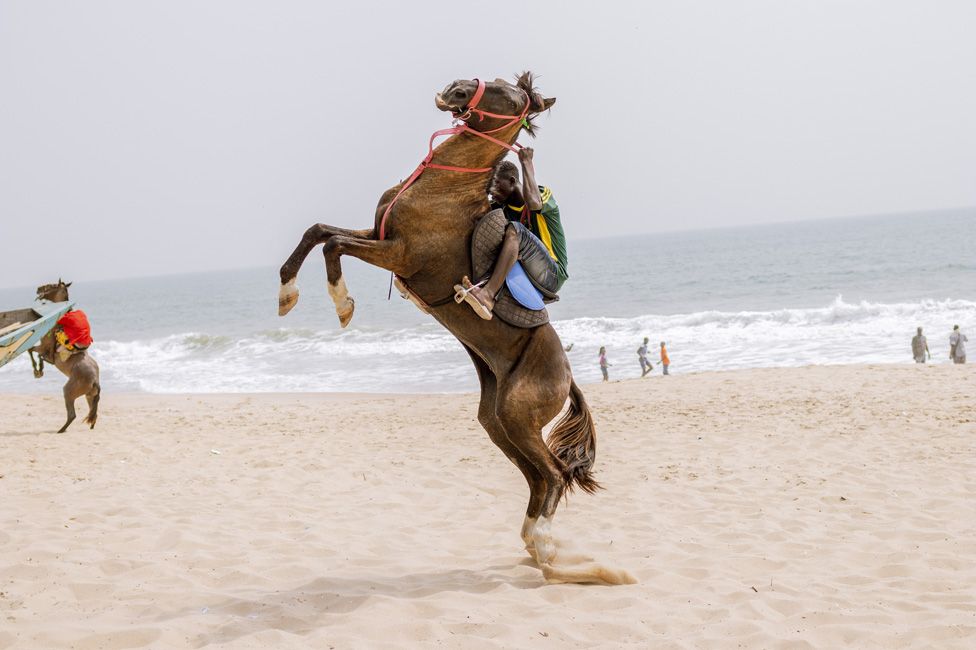 Horse rearing on the beach