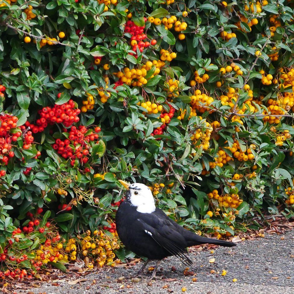 Blackbird against a hedge