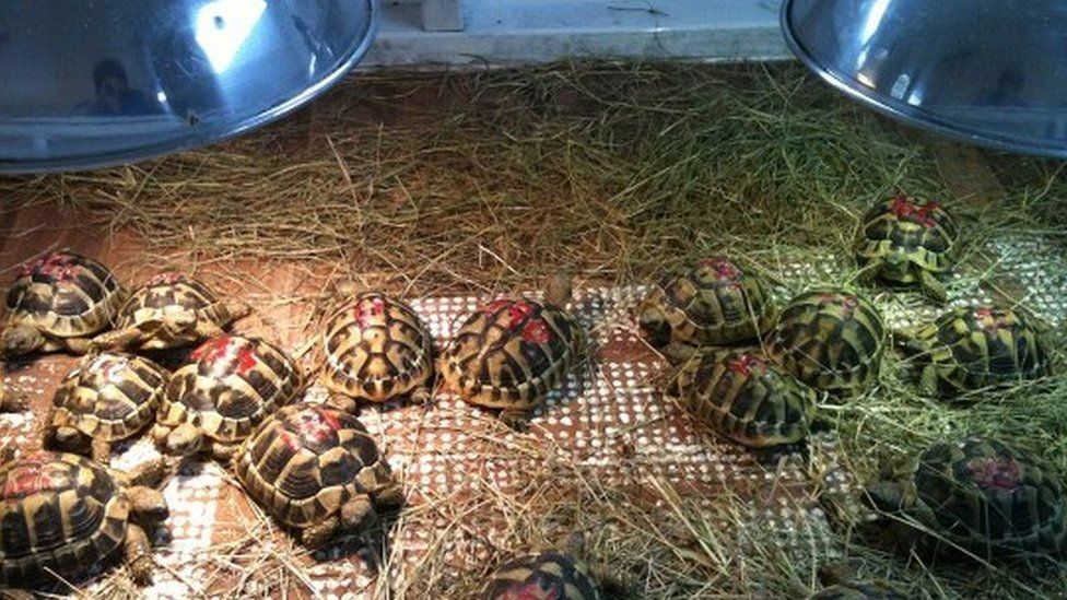 Tortoises at the Tortoise Sanctuary