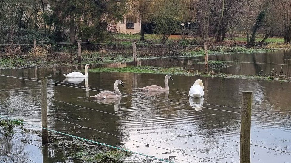 Swans which were shot in Coggeshall