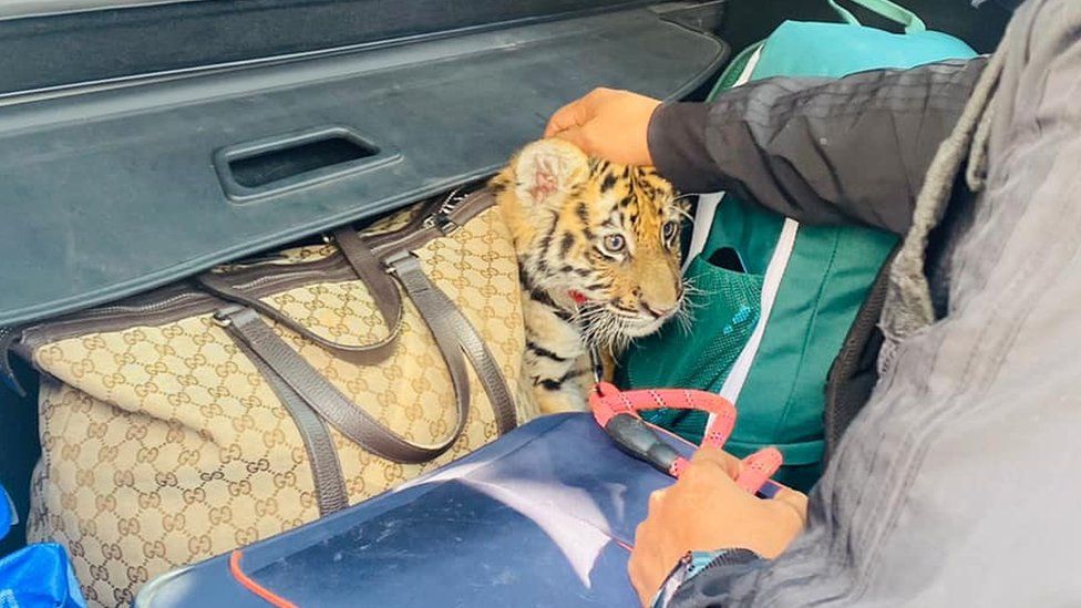 Раздаточная фотография тигренка, найденного в багажнике автомобиля в Мексике