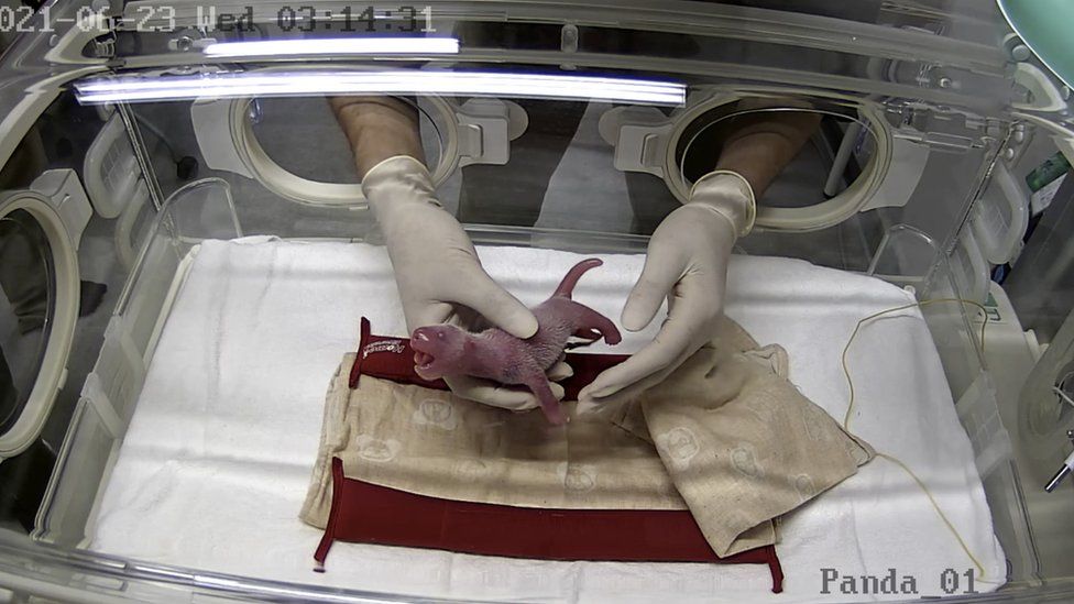 One of the panda cubs is placed in an incubator