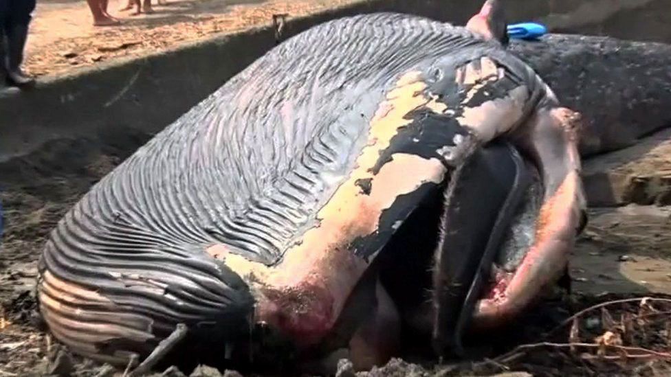 Carcass of blue whale in Japan