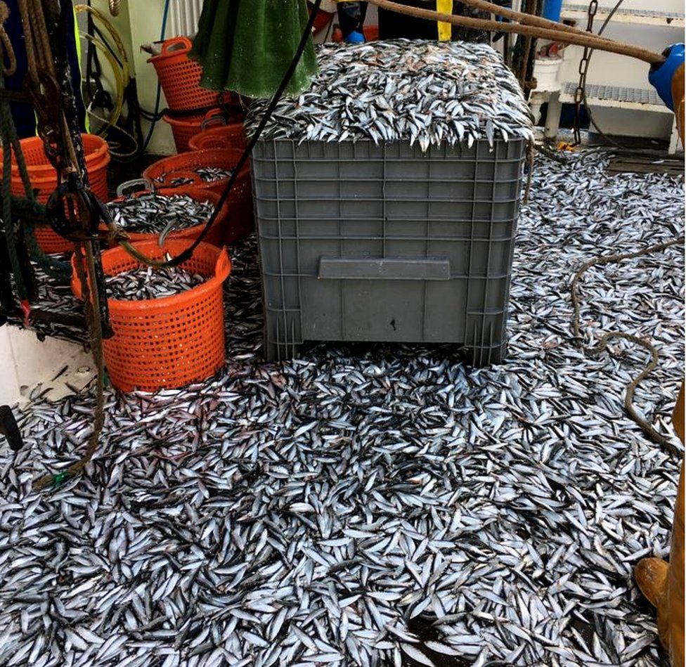 A haul of sprat caught in the Clyde sea