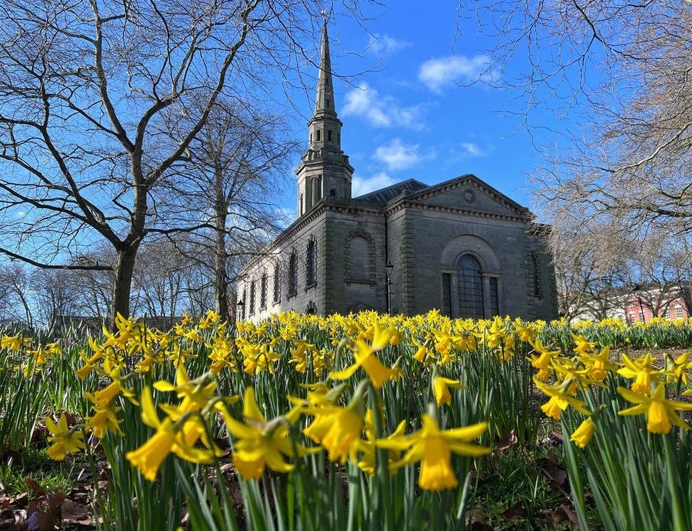 Daffodils in a church garden