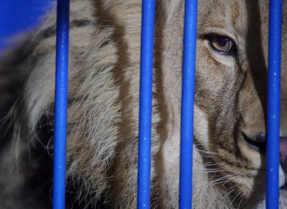A lion is seen behind the bars of the cage in which it is traveling.