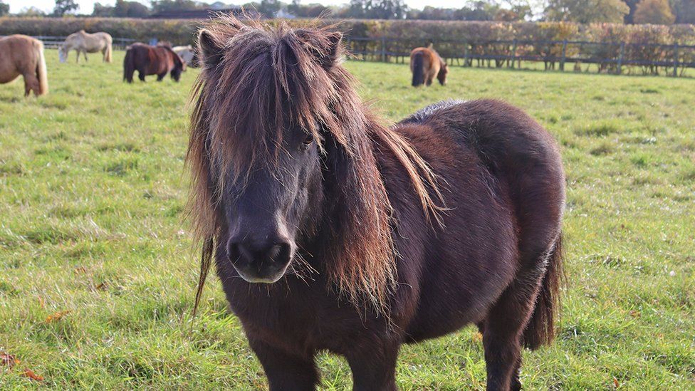 Alfie a Shetland pony, after he had recovered