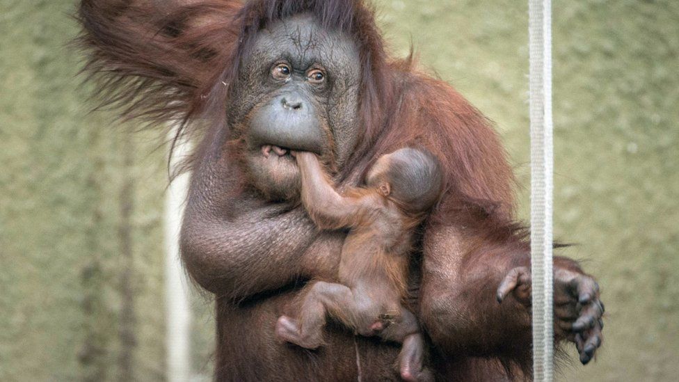 full body of baby orangutan visible, holding on to mother's chest
