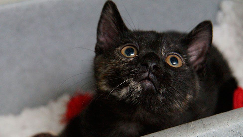 male tortoiseshell cat