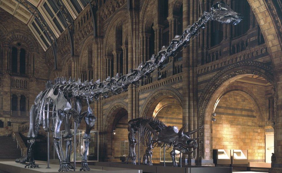 Dippy dinosaur