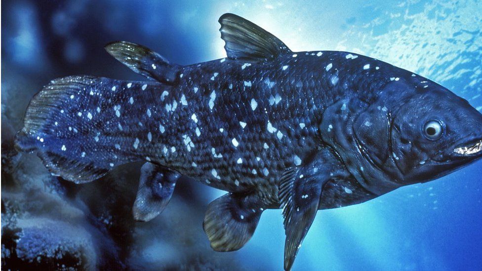 The real life ancient secrets of the rare Animal Crossing fish - BBC  Newsround