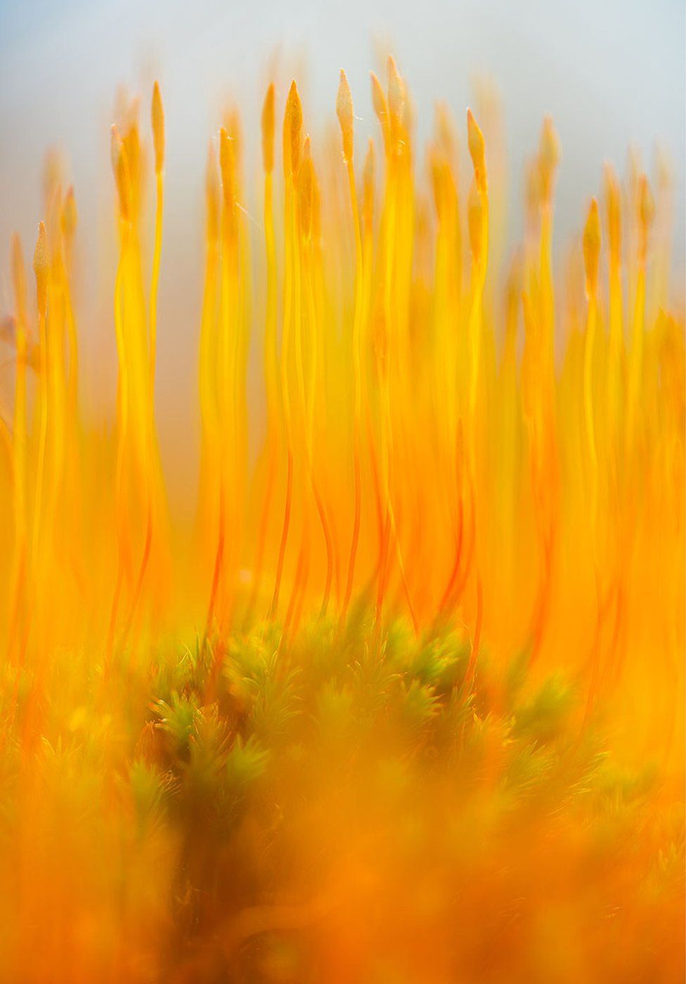 Orange moss