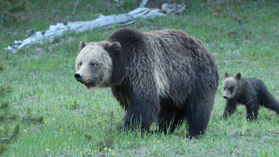 A mother grizzly and her cub in Yellowstone National Park in 2017