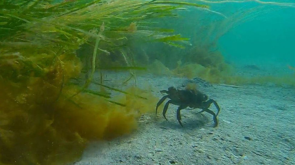 Seagrass and crab