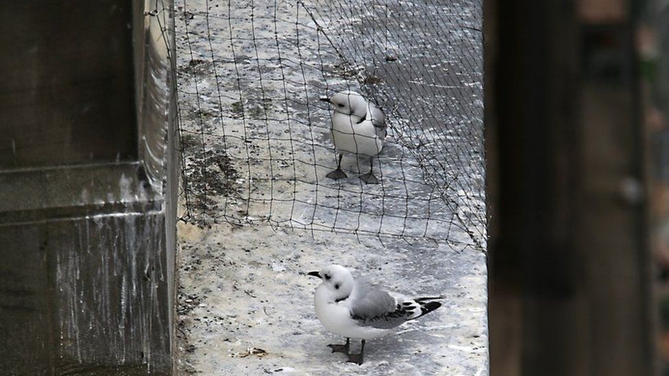 A kittiwake underneath netting