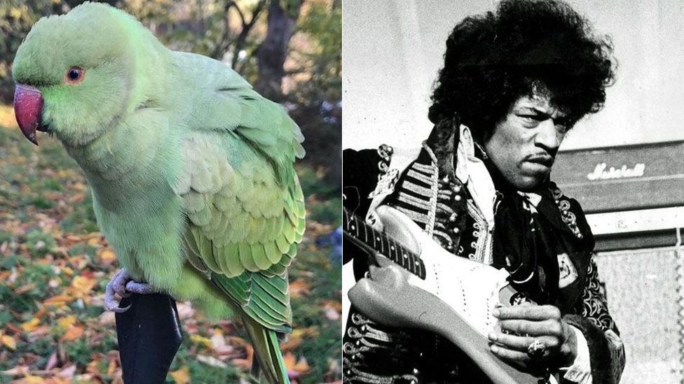 Parakeet and Jimi Hendrix