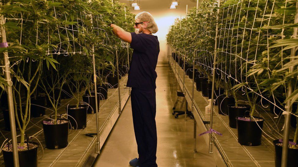 A cannabis grower in Nevada