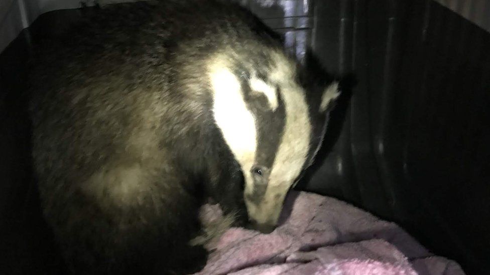 badger