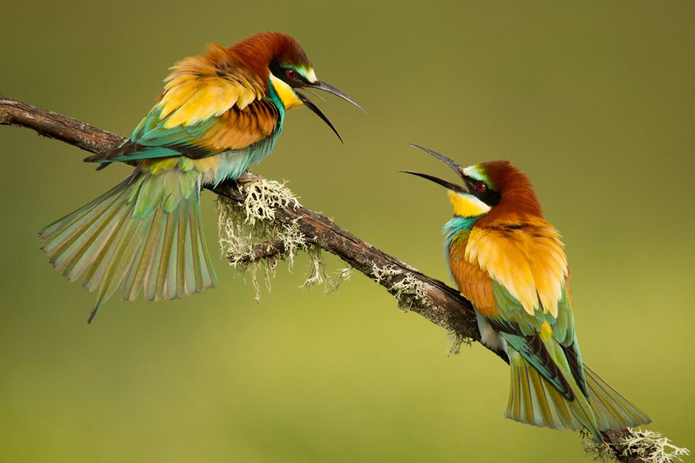 Bee-eaters