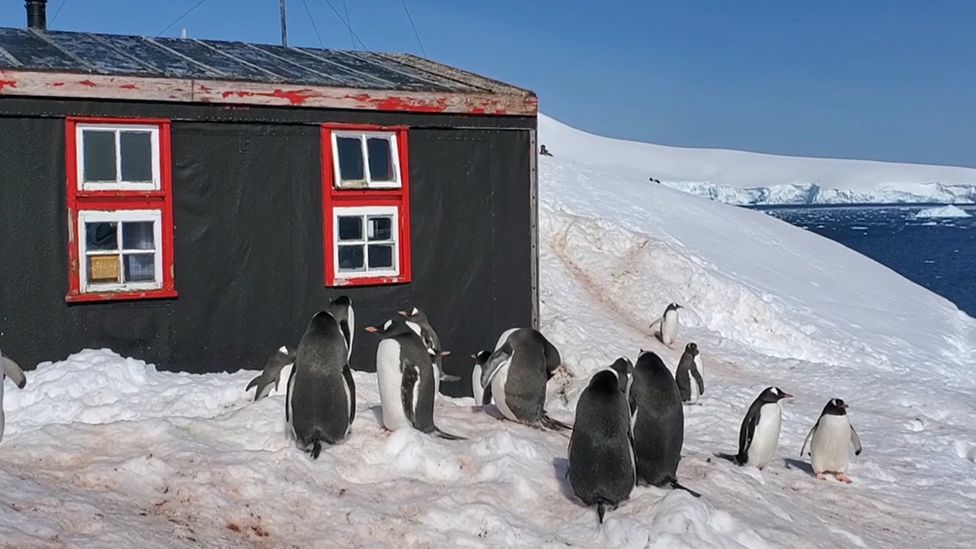 A hut in the snow with red windows and a colony of penguins outside.