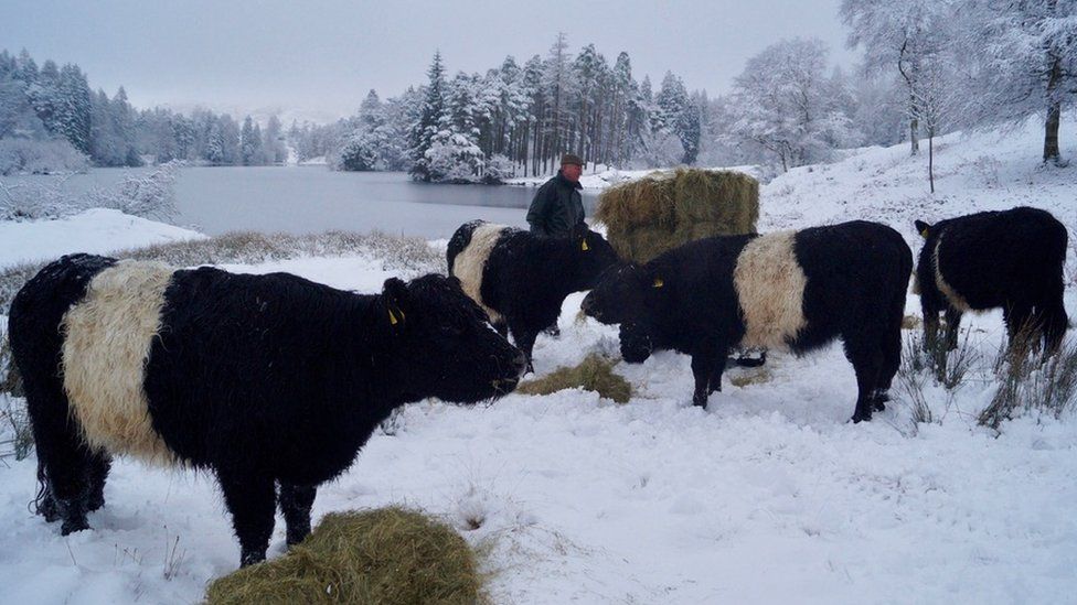 Jon Watson with cows in snow