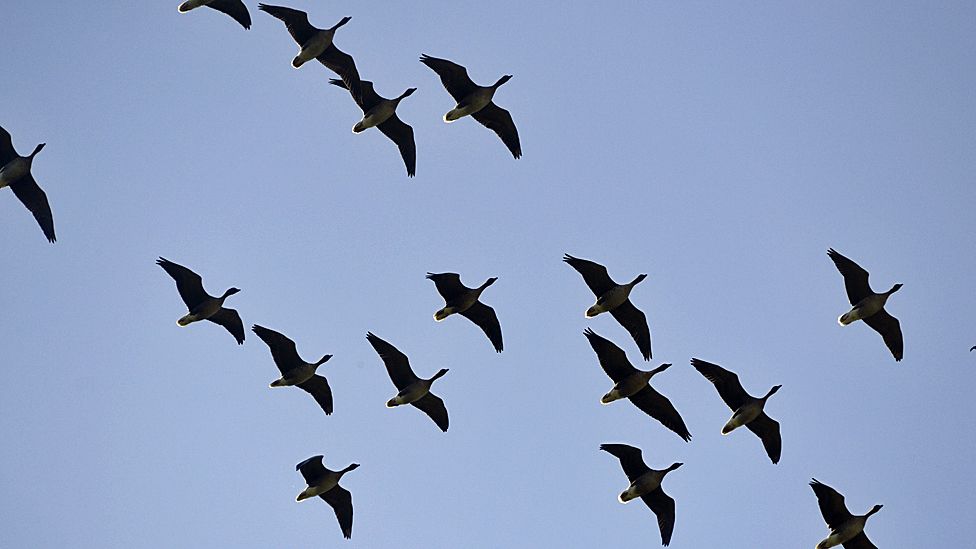 Wild geese and waders caught on camera at Scotland's reserves - BBC News