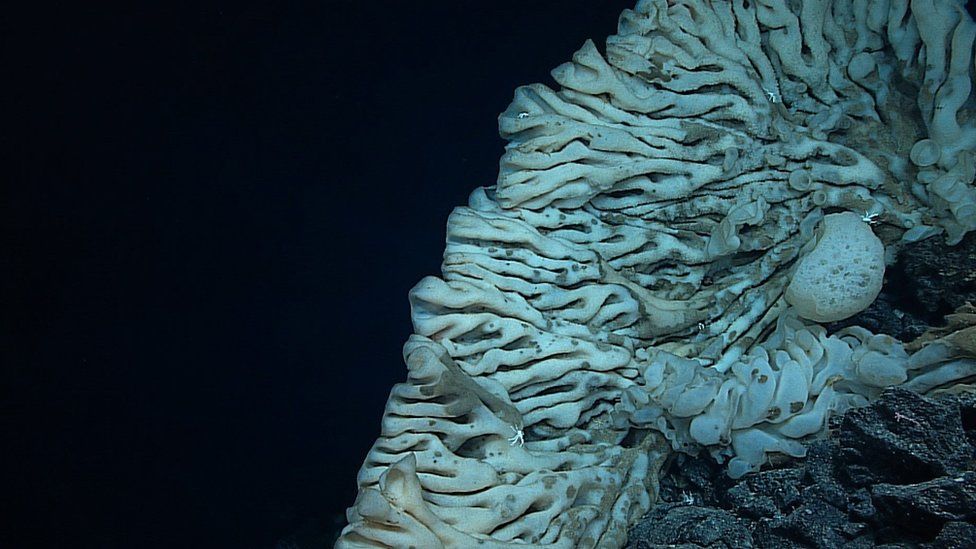 A massive sponge photographed at a depth of about 7,000ft in the Papahanaumokuakea Marine National Monument off the shores of the North-western Hawaiian Islands, which scientists say is the world's largest ever documented