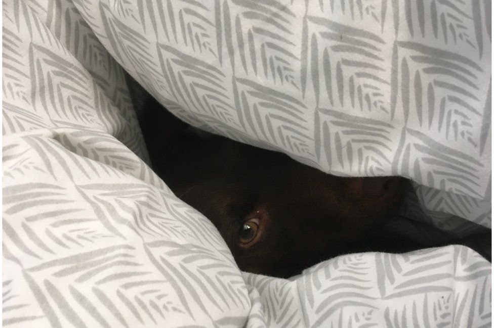Dog in bedding