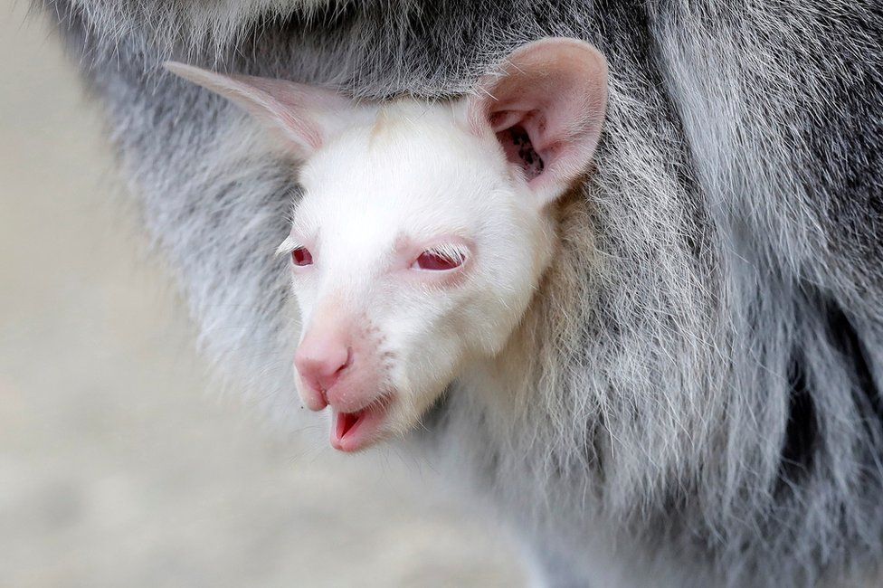 Новорожденный кенгуру-альбинос