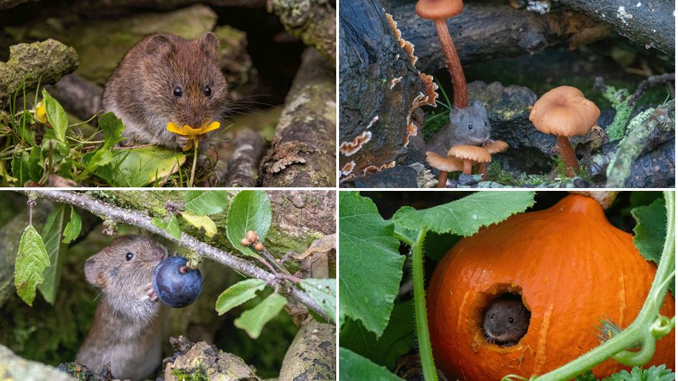 Vernon the vole sniffing a buttercup, standing by toadstools, reaching for a sloe and poking its head out of a pumpkin