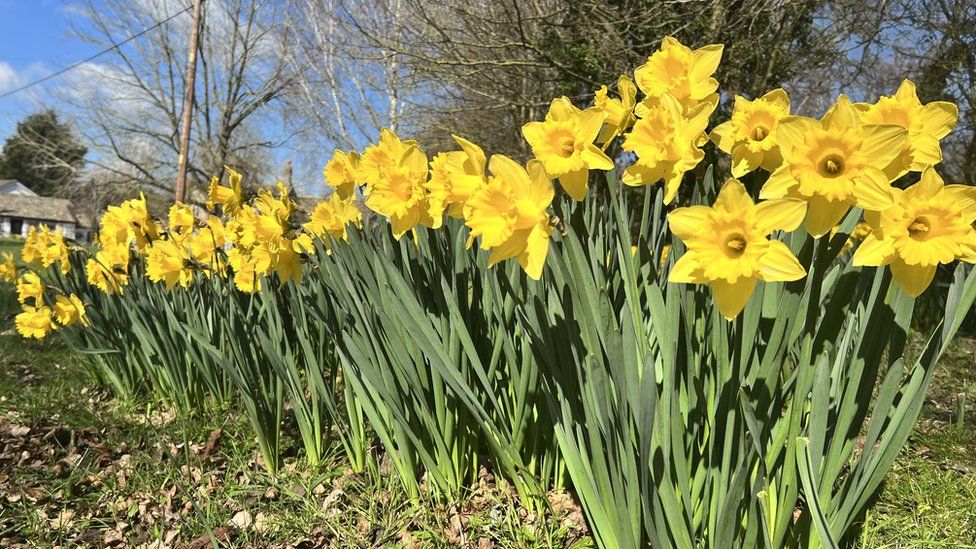 Daffodils growing in Thriplow, Cambridgeshire