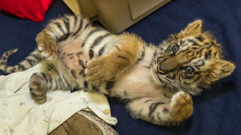 The tiger cub recovering at San Diego zoo (25 August 2017)