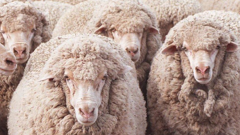 File image of a group of sheep