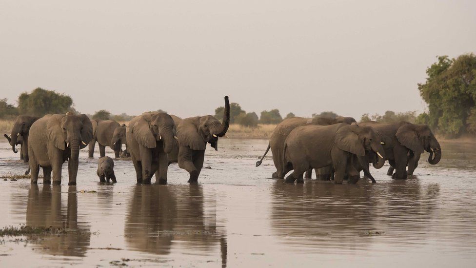 Elephants in the Zakouma National Park in Chad