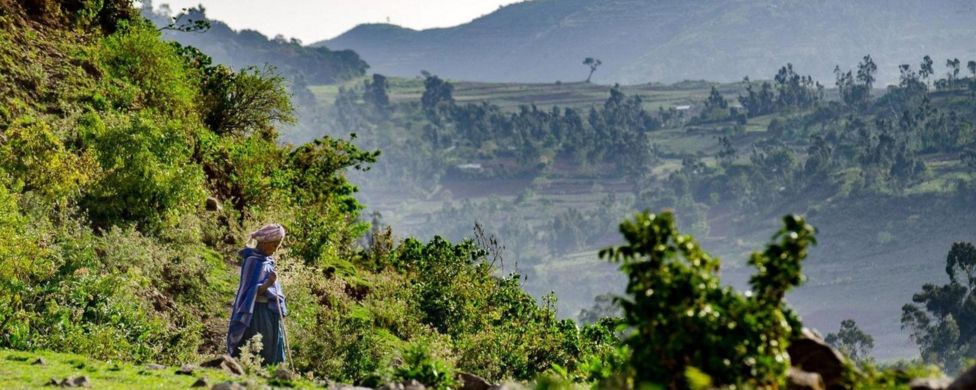 77+ Gambar Fauna Kawasan Ethiopia Gratis