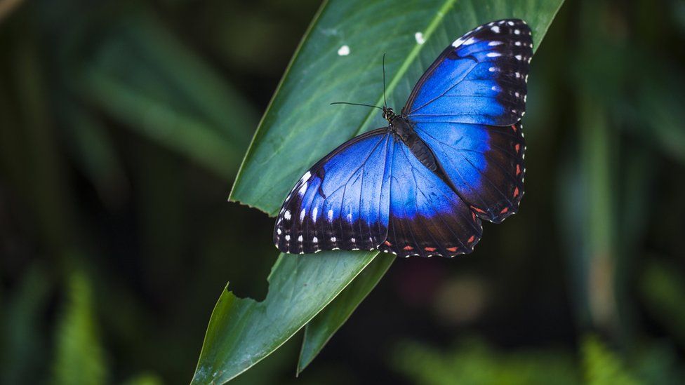 Protecting butterflies can boost mental health - BBC Newsround