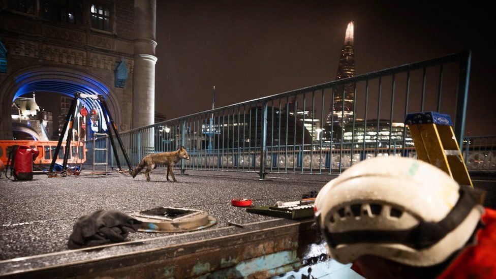 A fox looks on as an engineer works on part of the bridge during the night
