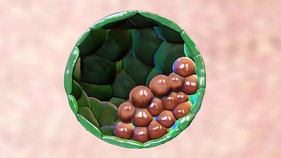 Representation of the synthetic embryo