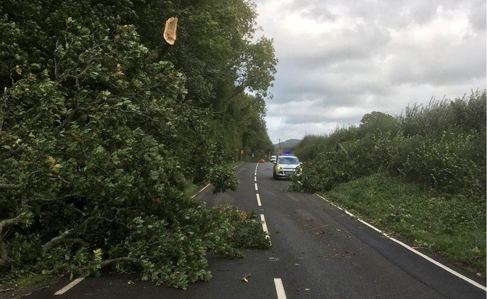 A tree branch blocking the road