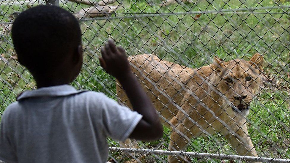 Ребенок смотрит на льва в вольере зоопарка Абиджана