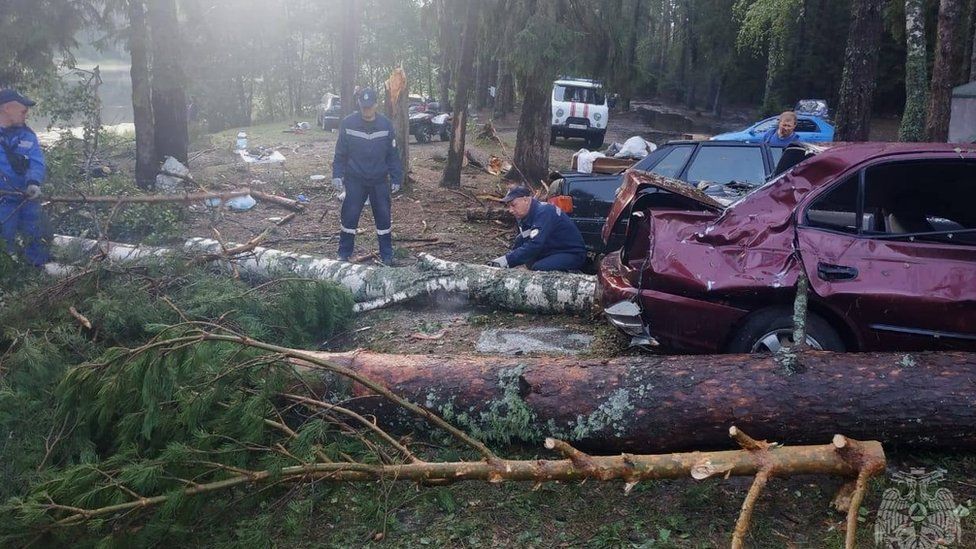 Fallen trees at campsite