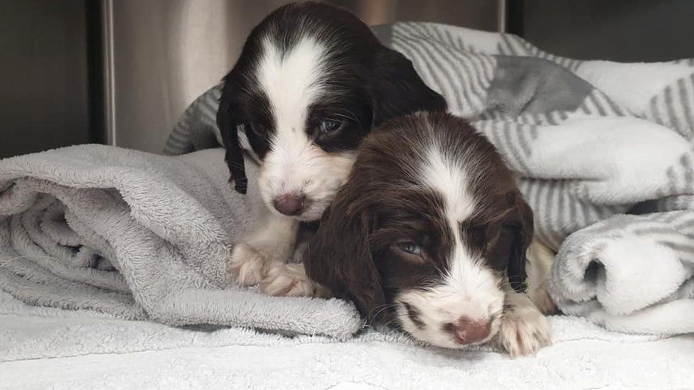Two surviving puppies