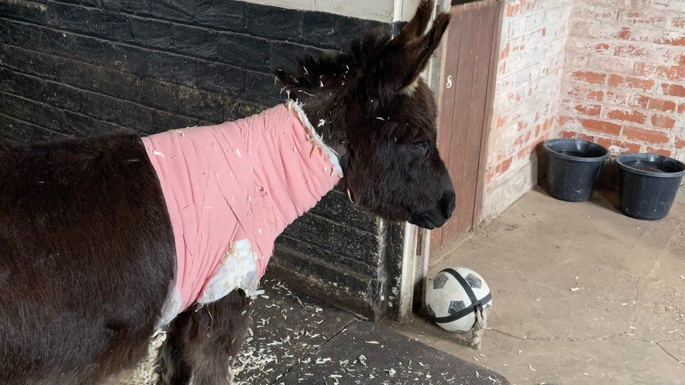 Miniature donkey given new lease of life with pacemaker BBC News