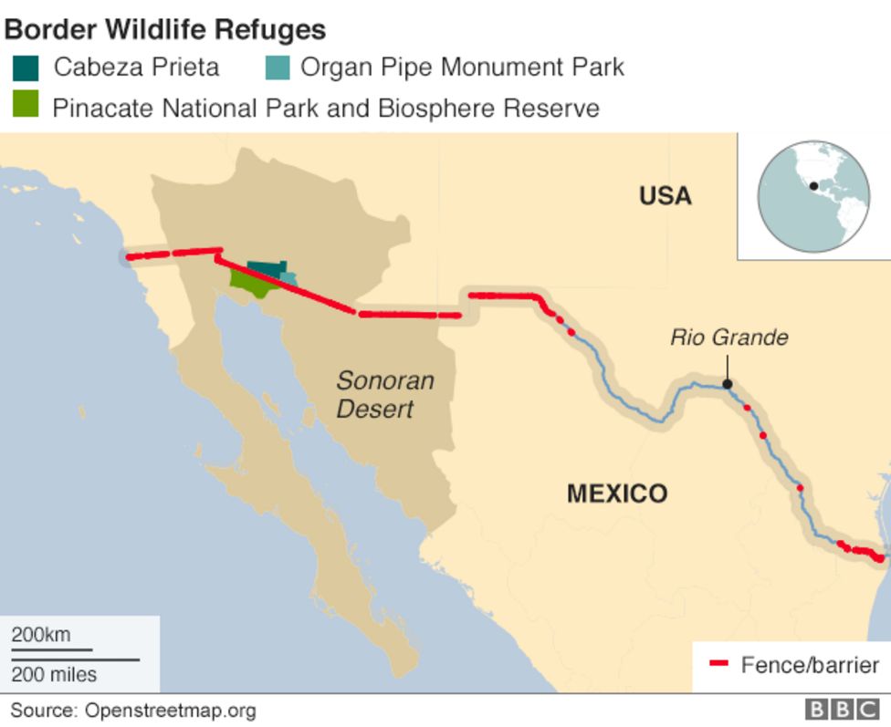 Trump's divided desert: Wildlife at the border wall - BBC News