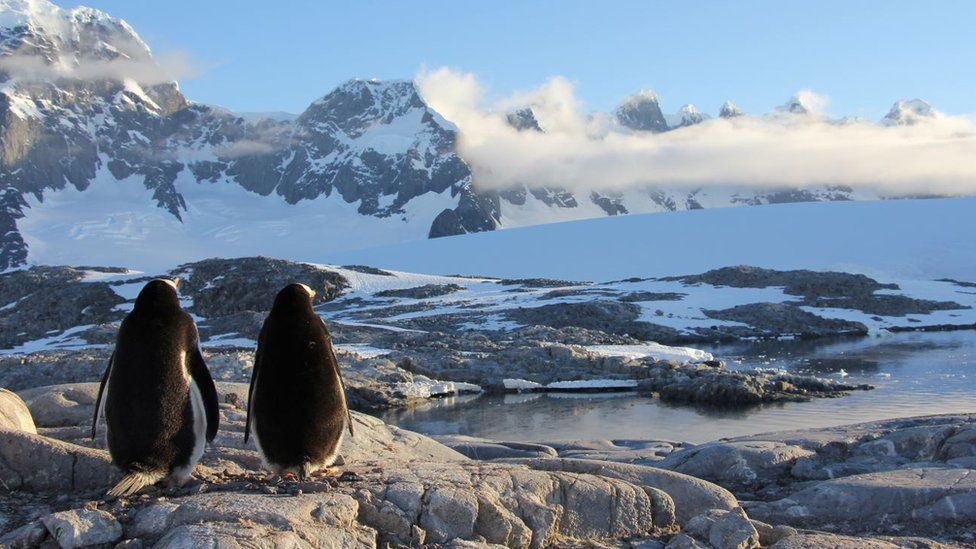 Christmas with the penguins will be bliss' - BBC News