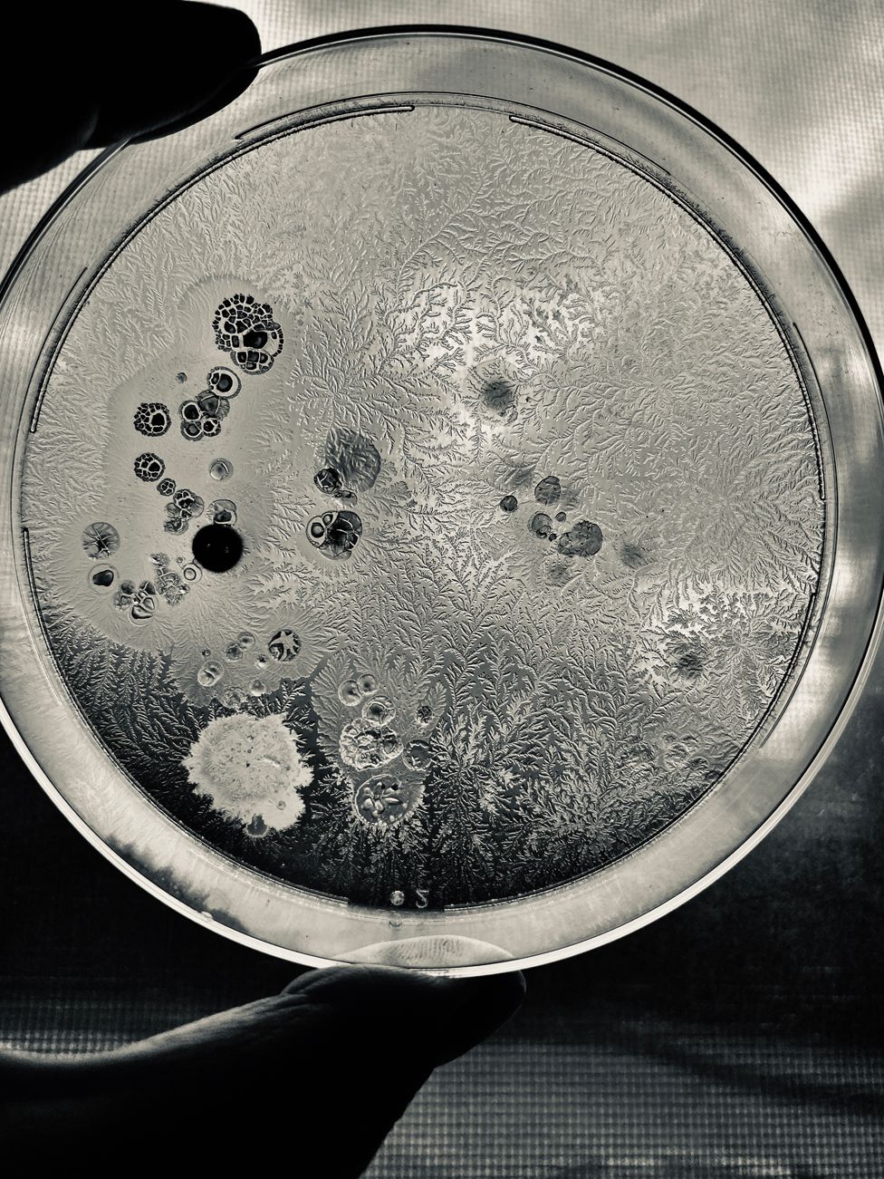 Bacillus subtilis being grown on a dextrose agar plate