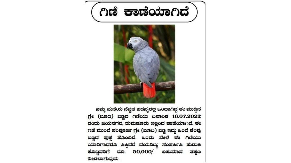 Family offers reward for missing parrot