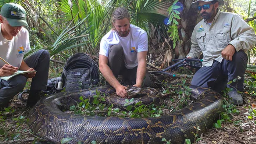 longest python found