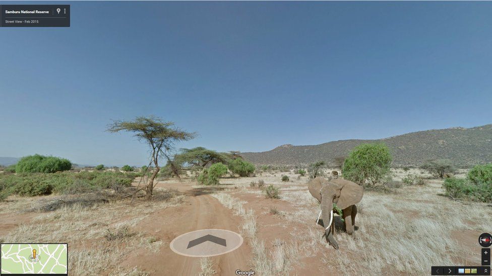 Elephant in Samburu park