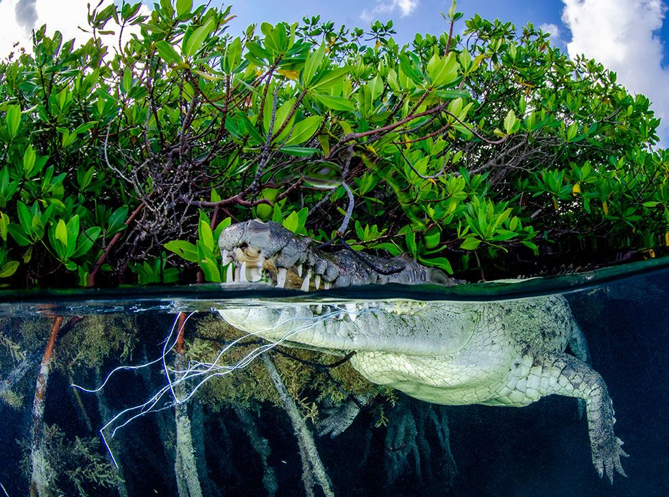 An American saltwater crocodile is seen with its mouth entangled in nylon rope in the Gulf of Ana María, Cuba